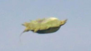 A csápjaival hajtotta magát a levegőben az ismeretlen repülő lény