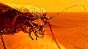 Egy entomológus azt állítja, hogy rovarok élnek a Marson