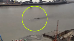 Rejtélyes lényt filmeztek a Temzén Londonnál