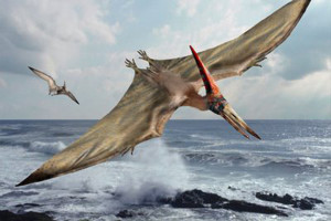 65 milló éve Kihalt Pteranodont vettek videóra?