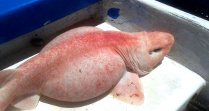 Rózsaszínű mutáns cápát fogtak Mexikó partjainál!