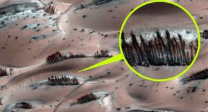 Itt a bizonyíték: Növényi élet van a Marson!