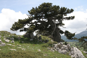 Megtalálták Európa legidősebb fáját