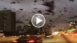 Apokaliptikus madárinvázió Houstonban – videó