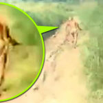 Rejtélyes emberszabású törpe lény szaladt bele a szumátrai motorosok off-road videójába