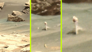 Egy NASA fotón fedezték fel: Fehér rózsa bimbózik a Marson